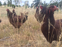 Buckeye chickens on patrol in dry weeds
