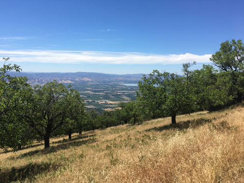Mount Konocti orchard and view of Kelseyville