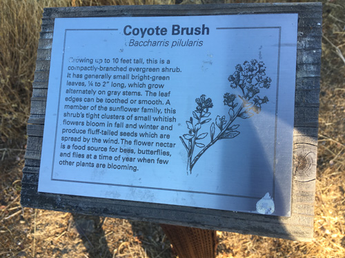 Coyote Brush sign